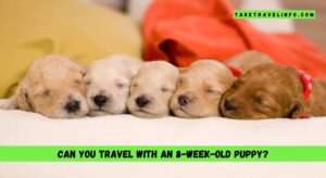 Can You Travel With an 8-Week-Old Puppy?