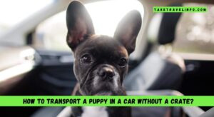 How to Transport a Puppy in a Car Without a Crate?