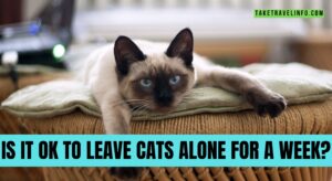 Is It Ok to Leave Cats Alone for a Week?
