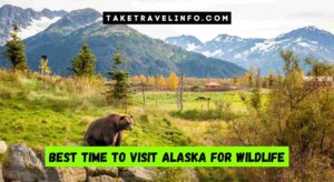 Best Time to Visit Alaska for Wildlife