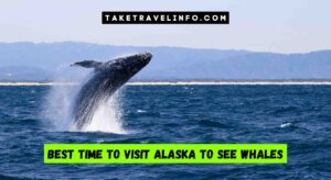 Best Time to Visit Alaska to See Whales