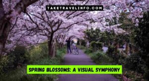 Spring Blossoms: A Visual Symphony