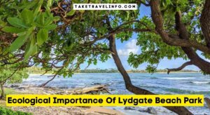 Ecological Importance Of Lydgate Beach Park