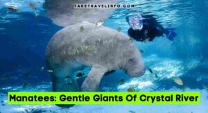 Manatees: Gentle Giants Of Crystal River