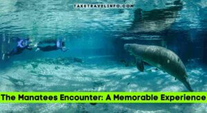 The Manatees Encounter: A Memorable Experience