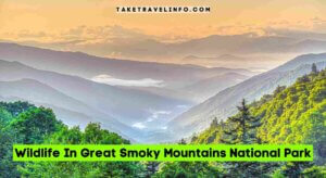 Wildlife In Great Smoky Mountains National Park