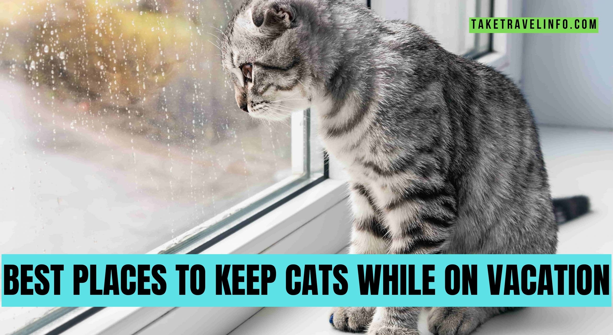 Best Places To Keep Cats While On Vacation