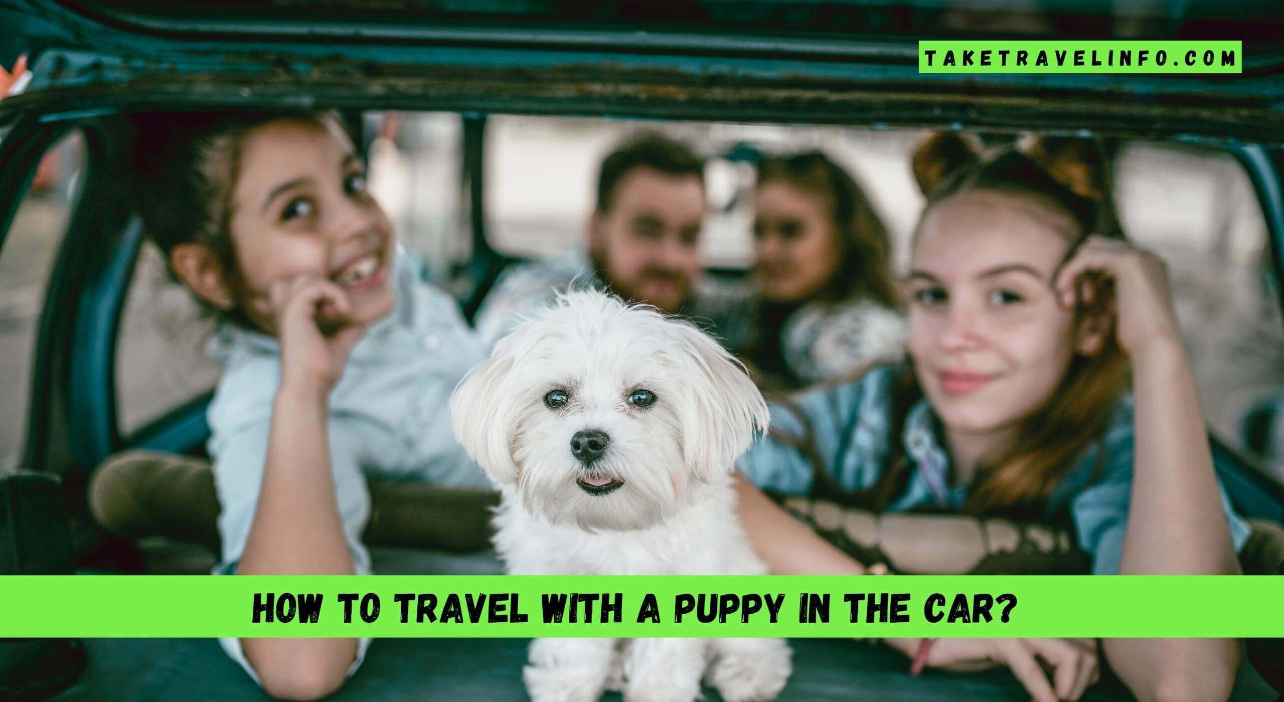 How to Travel With a Puppy in the Car?
