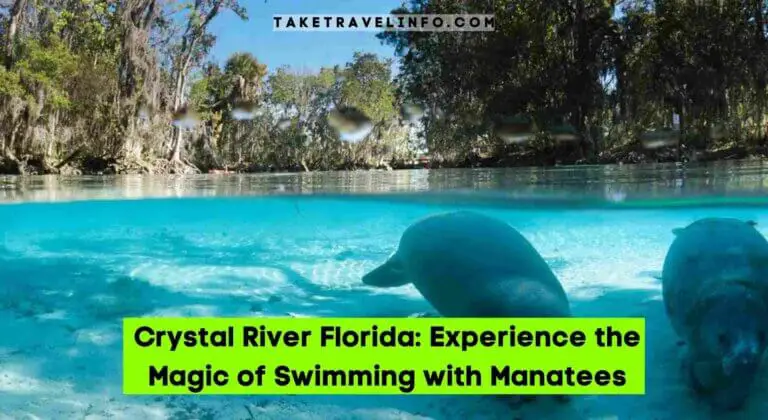 Crystal River Florida: Experience the Magic of Swimming with Manatees