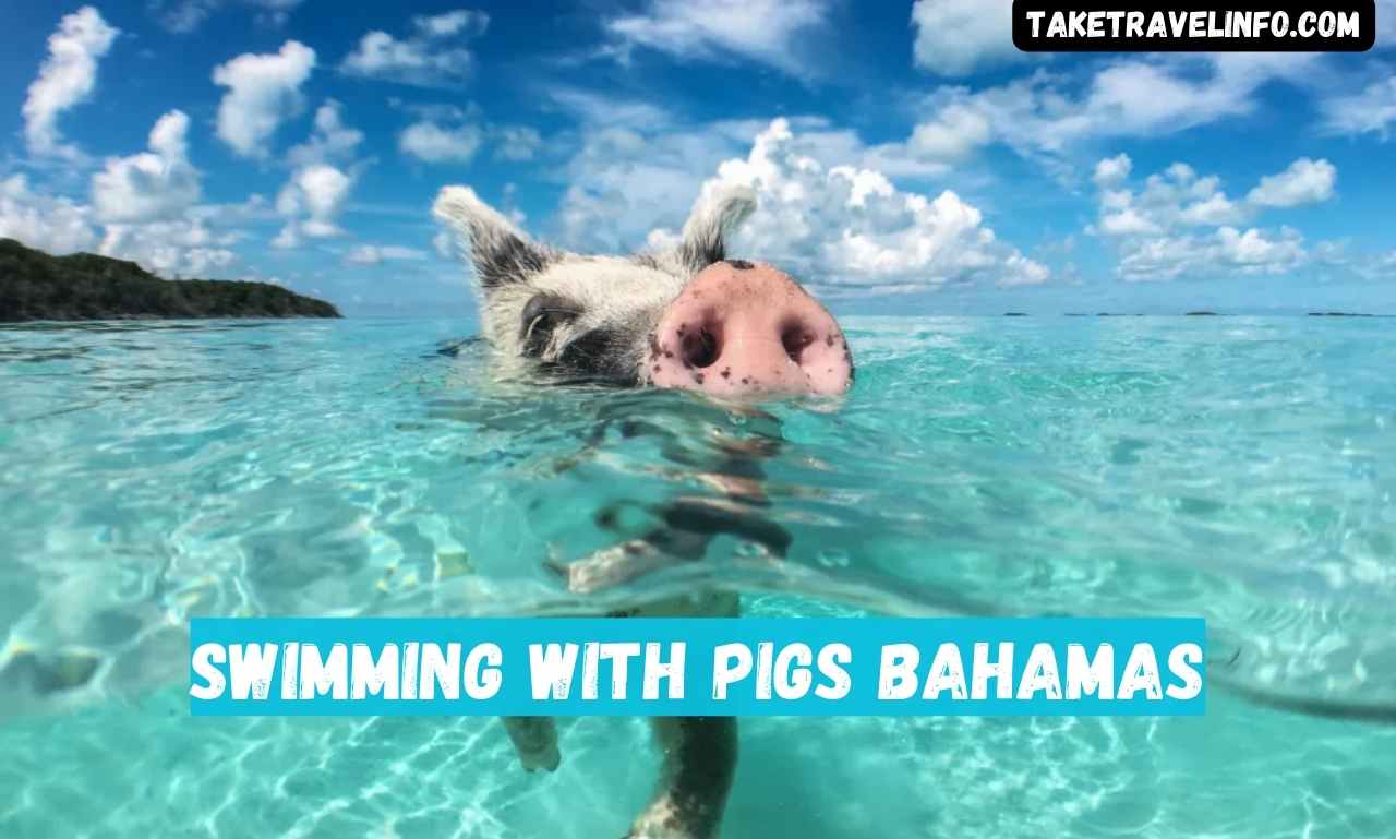 Swimming With Pigs Bahamas