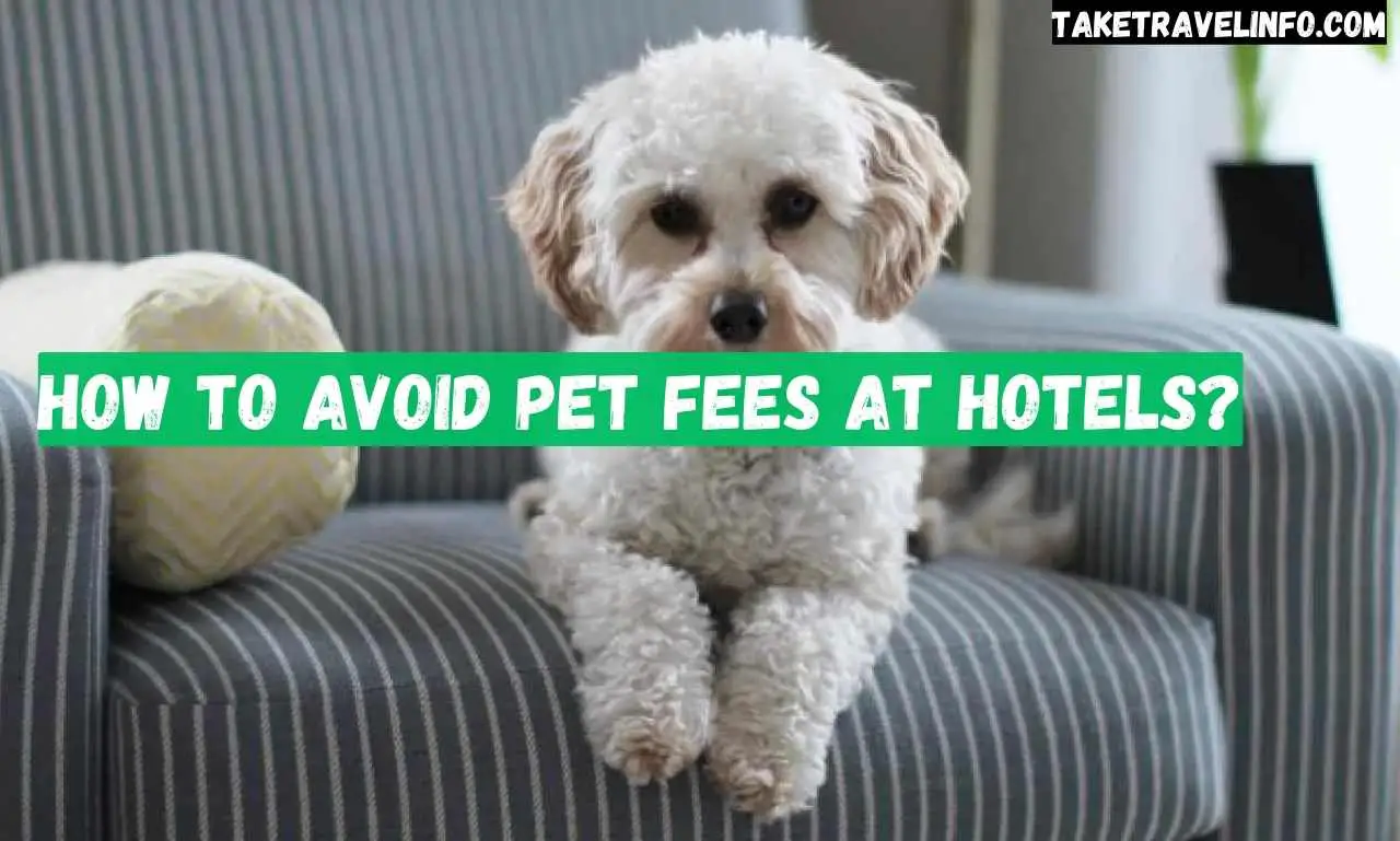 How to Avoid Pet Fees at Hotels