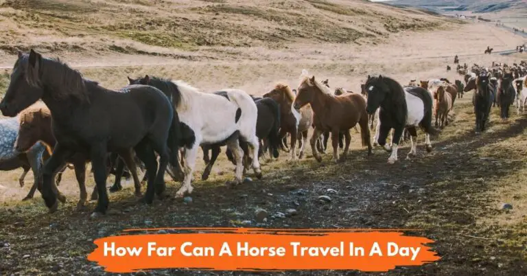 How Many Miles Can a Horse Travel in a Day