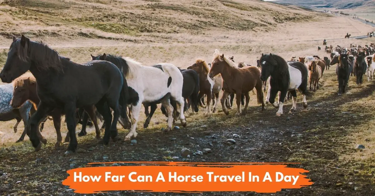 How Many Miles Can a Horse Travel in a Day