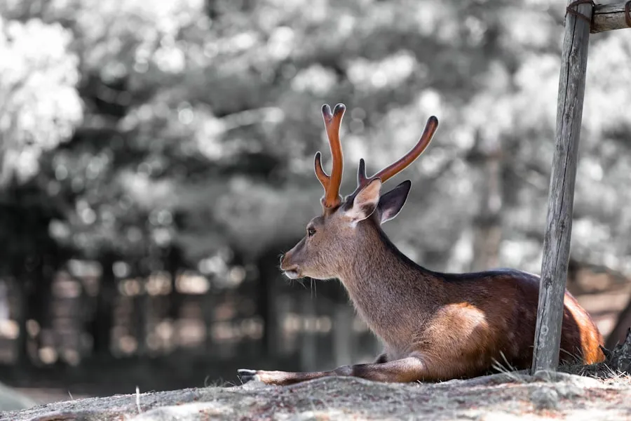 Deer resting in a dense woodland bedding area