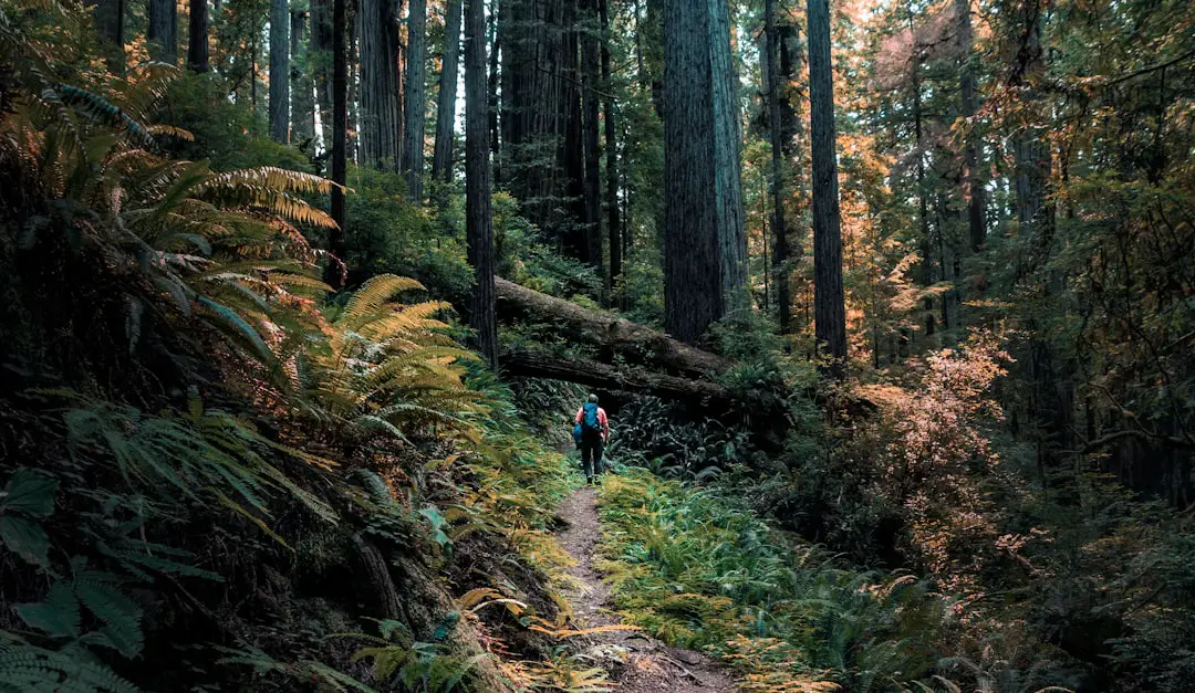 Photo Forest trail