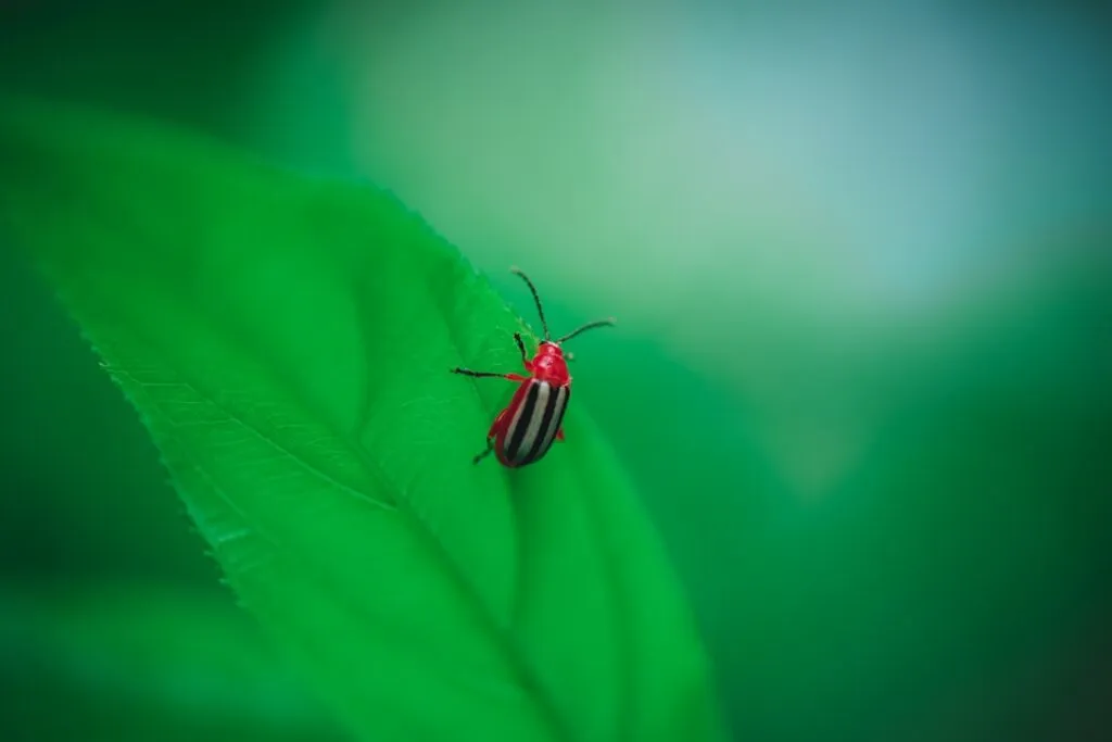 Photo Flea lifecycle