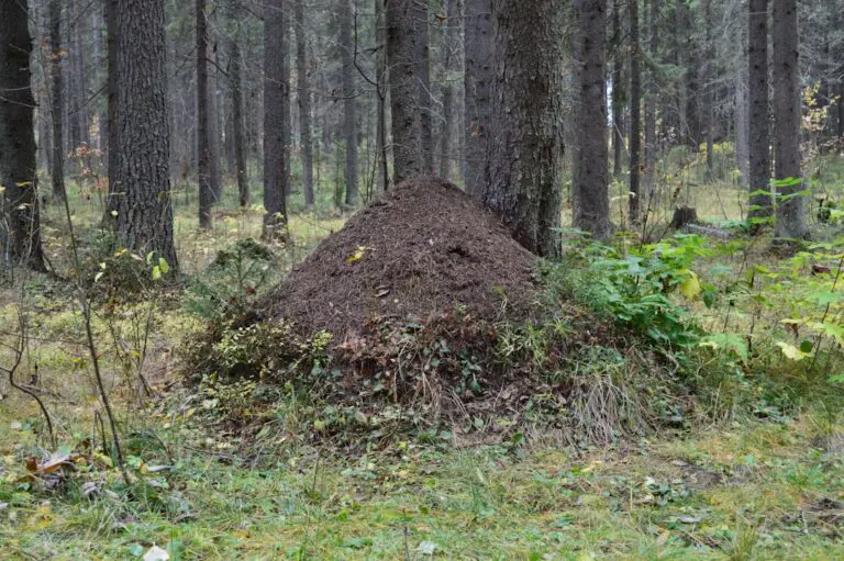 Photo Ant trail
