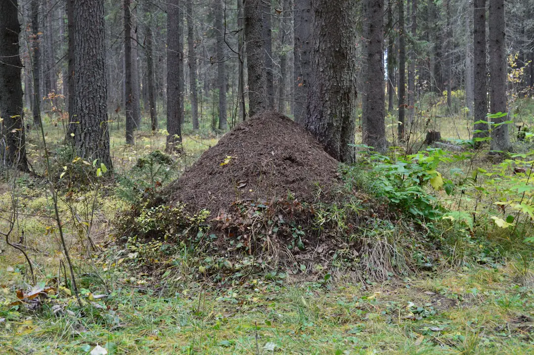 Photo Ant trail