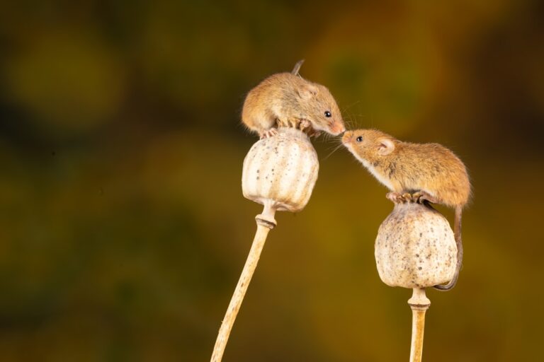 Photo Mouse-proofing materials