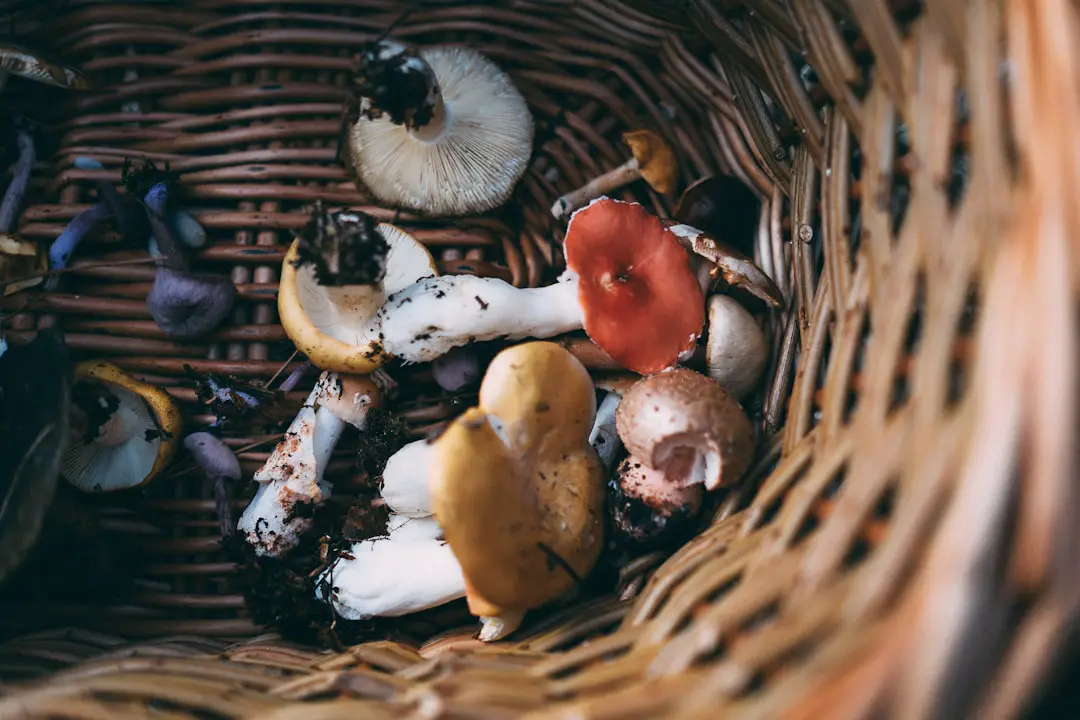 Photo Foraging bees