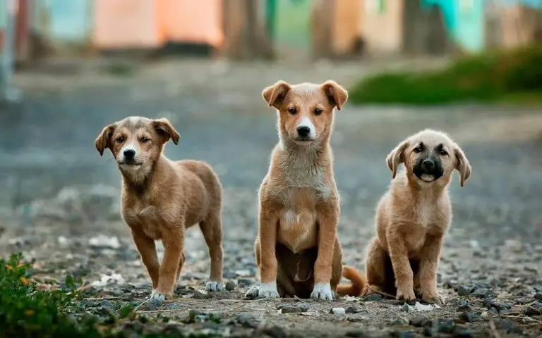 Photo Suitcase dog