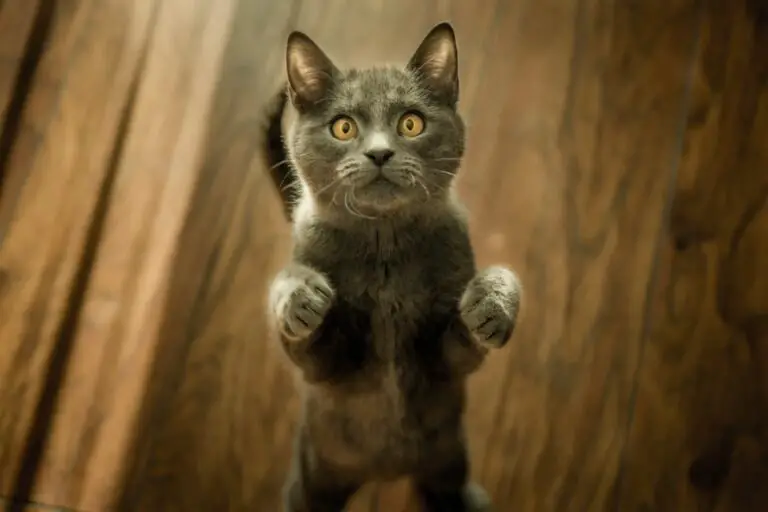 Photo Lost cat poster