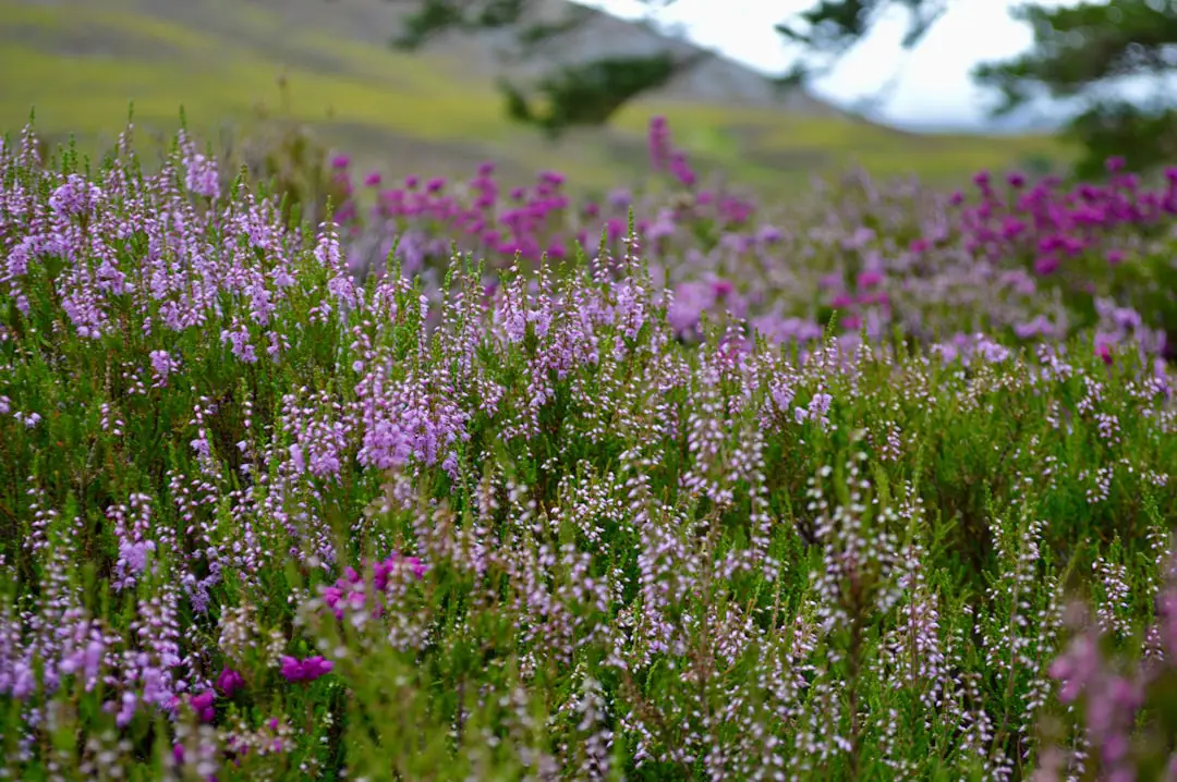 Photo Scottish Highlands