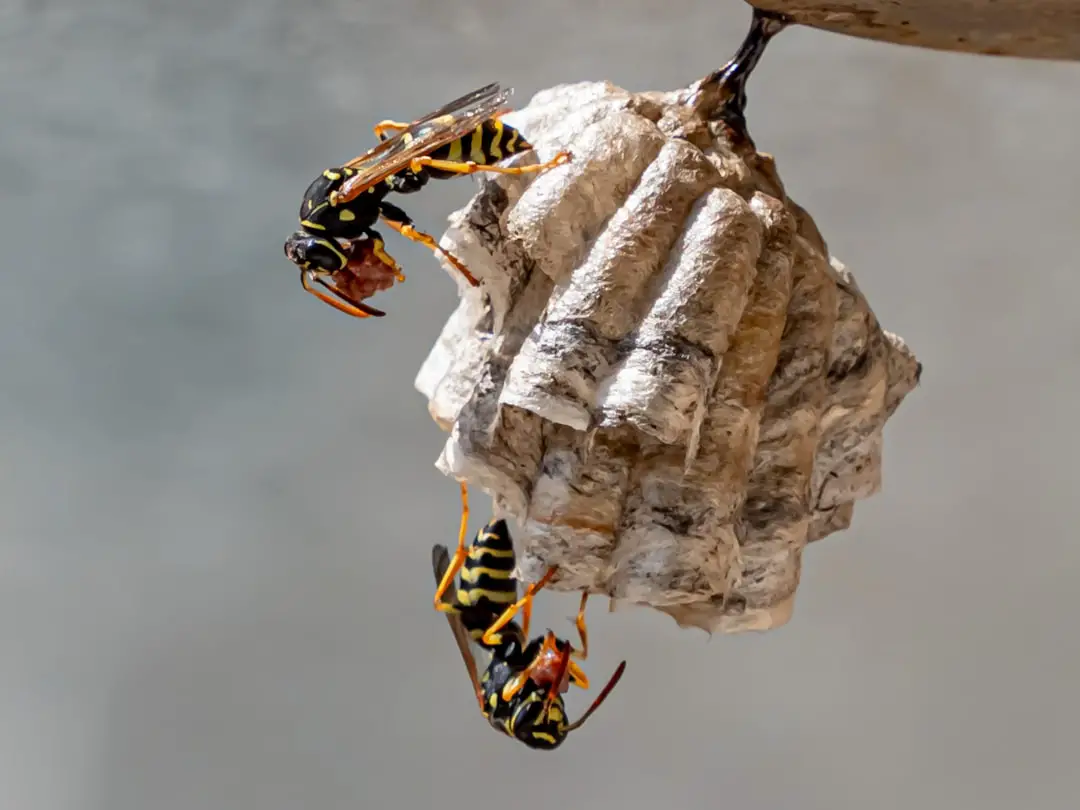 Photo Hornet nest