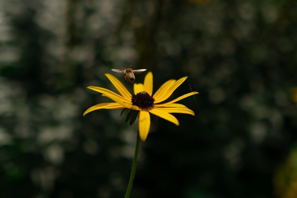 Photo Bee flying