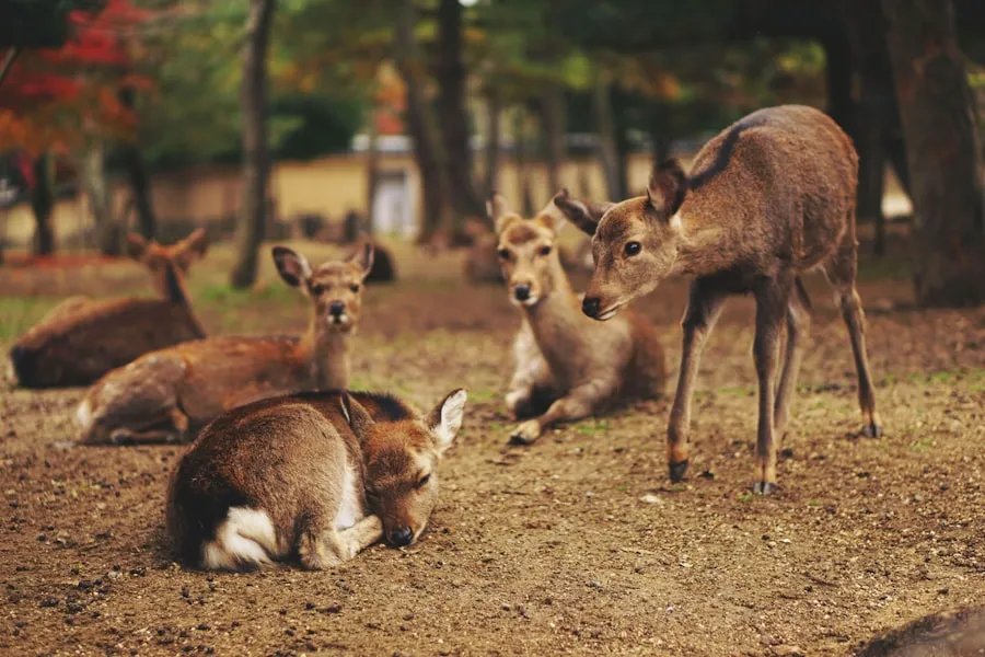 Deer moving through seasonal habitat at dusk