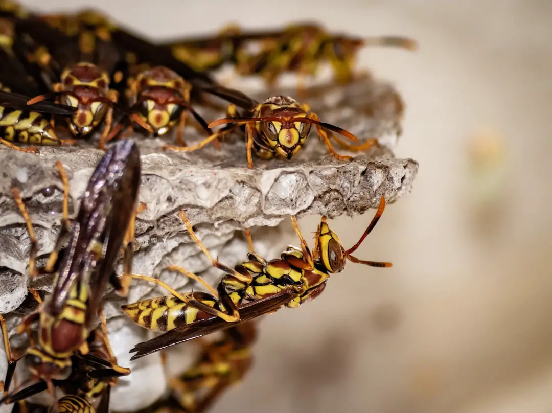 Photo Hornet Nest