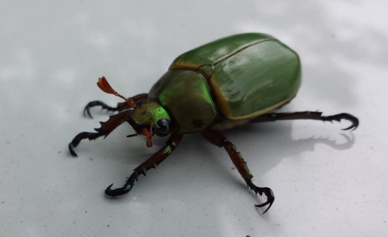 Photo Bed bug on suitcase