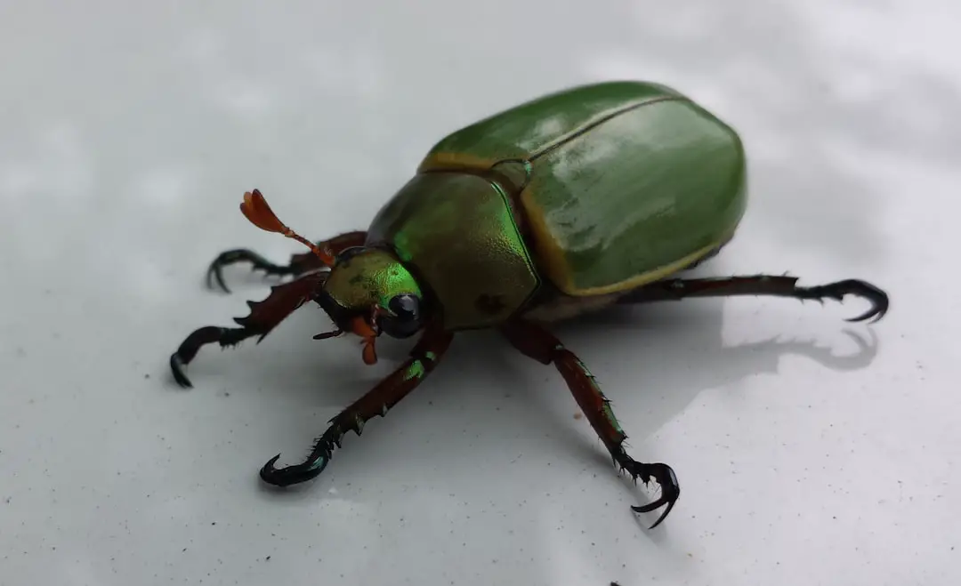 Photo Bed bug on suitcase