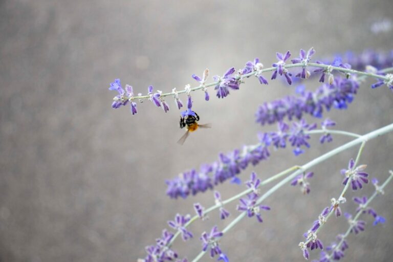 Photo Bee foraging
