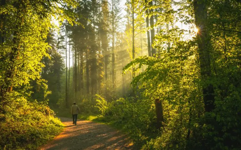Photo Forest trail