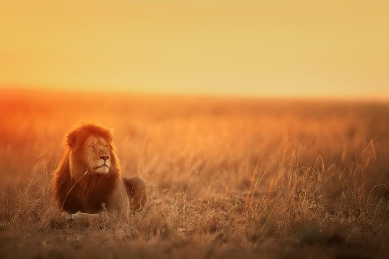 Photo Lion