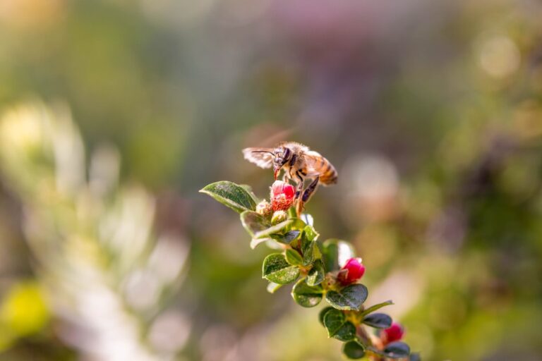 Photo Foraging bees