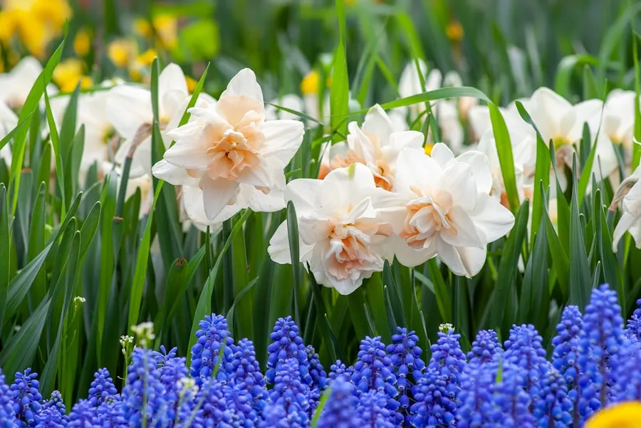 White daffodils and blue grape hyacinths blooming in spring
