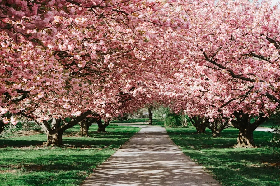 Best Time to Travel to Korea: A Seasonal Guide A walking path beneath rows of pink cherry blossom trees