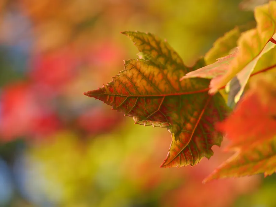 Best Time to Travel to Italy on a Budget Italy travel scene illustrating the spring and fall shoulder seasons