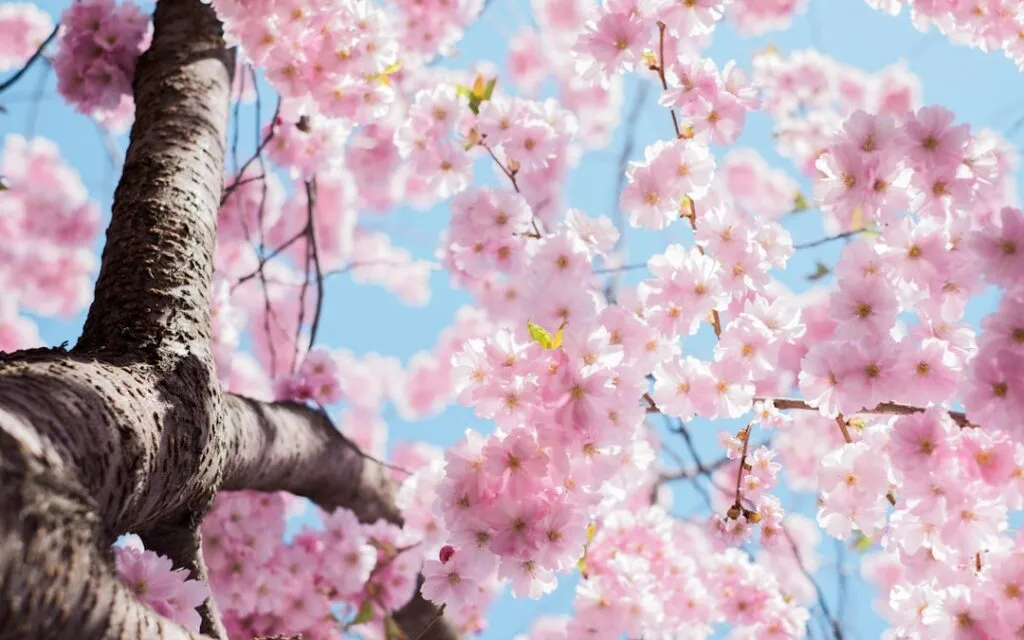 Best Time to Travel to South Korea: A Complete Guide Photo Cherry blossoms