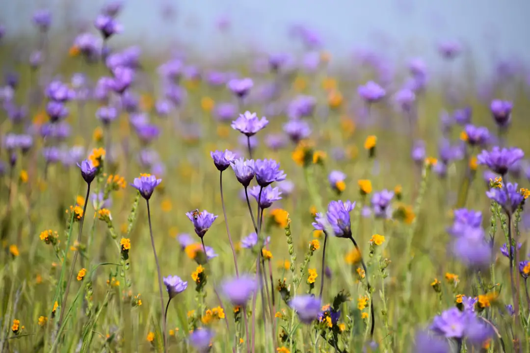 Photo Spring flowers