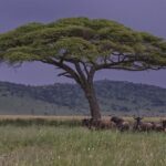 Photo "When is the best time to travel to Kenya?"