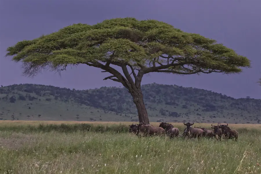 Photo "When is the best time to travel to Kenya?"