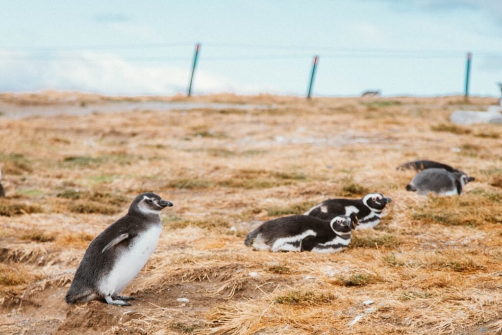 Photo Penguin colony