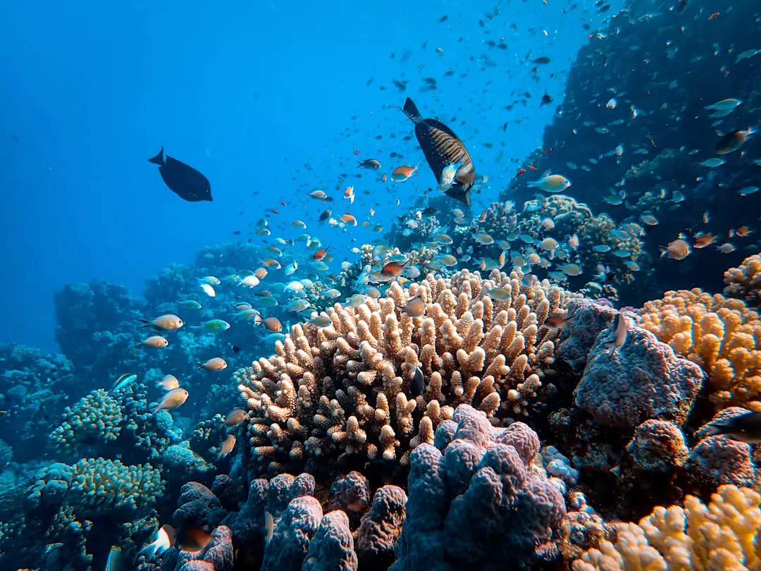 Photo Great Barrier Reef