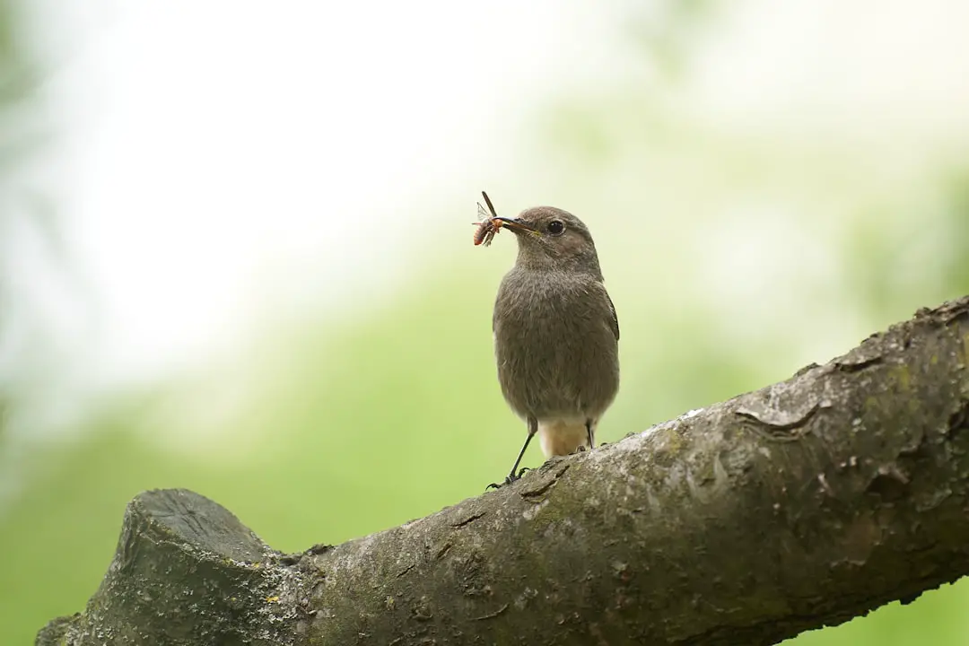 Photo Safari season