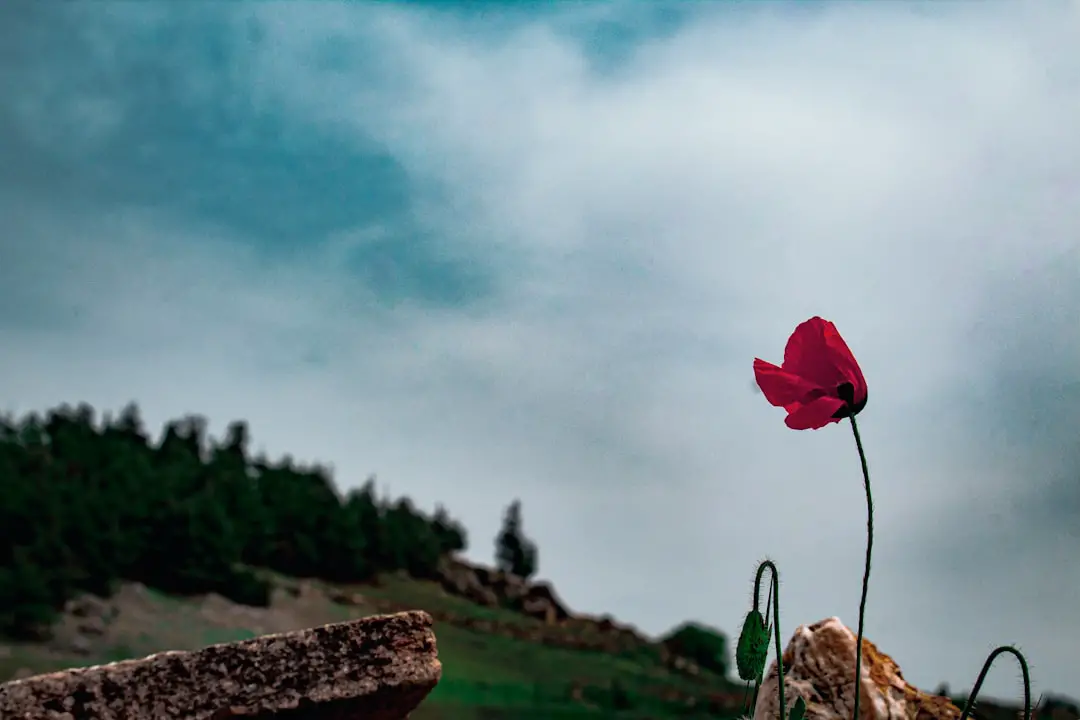 Photo Turkish landscape