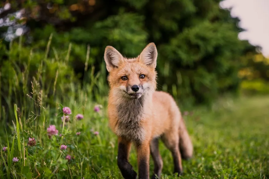 Best Time to Visit Yellowstone: A Seasonal Guide Scenic Yellowstone landscape suitable for nature photography