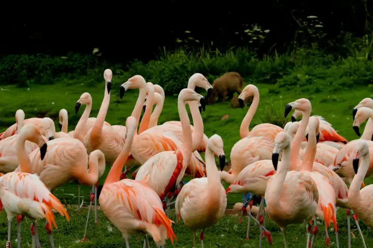 Photo Safari animals